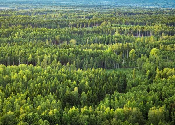 Forest from above photograph by Jakob Dahlin